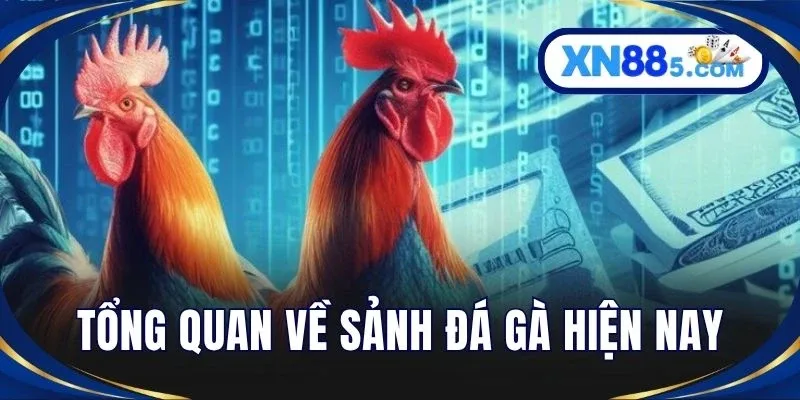 Tổng quan về sảnh đá gà hiện nay
